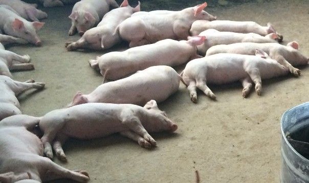 Odoo • Image and Text